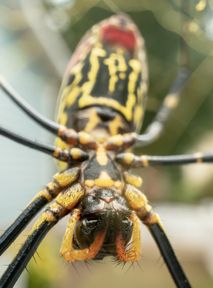 Wielkie latające pająki w Nowym Jorku? To nie scenariusz "Spidermana" ani horroru