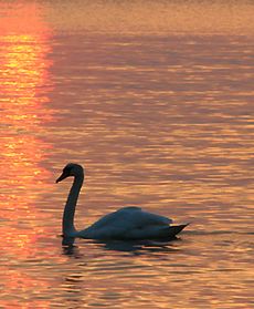 Krwawy i złocisty zachód