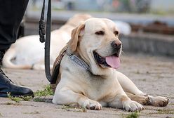 Psy na tropie narkotyków