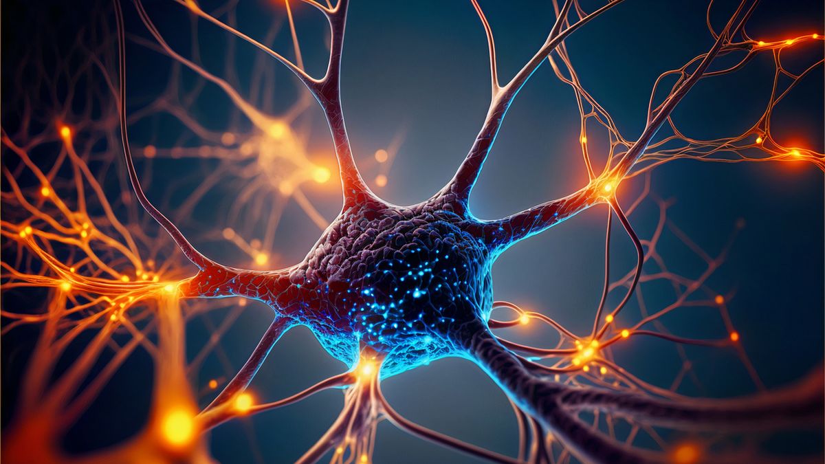 Nerw to struktura należąca do układu nerwowego człowieka.