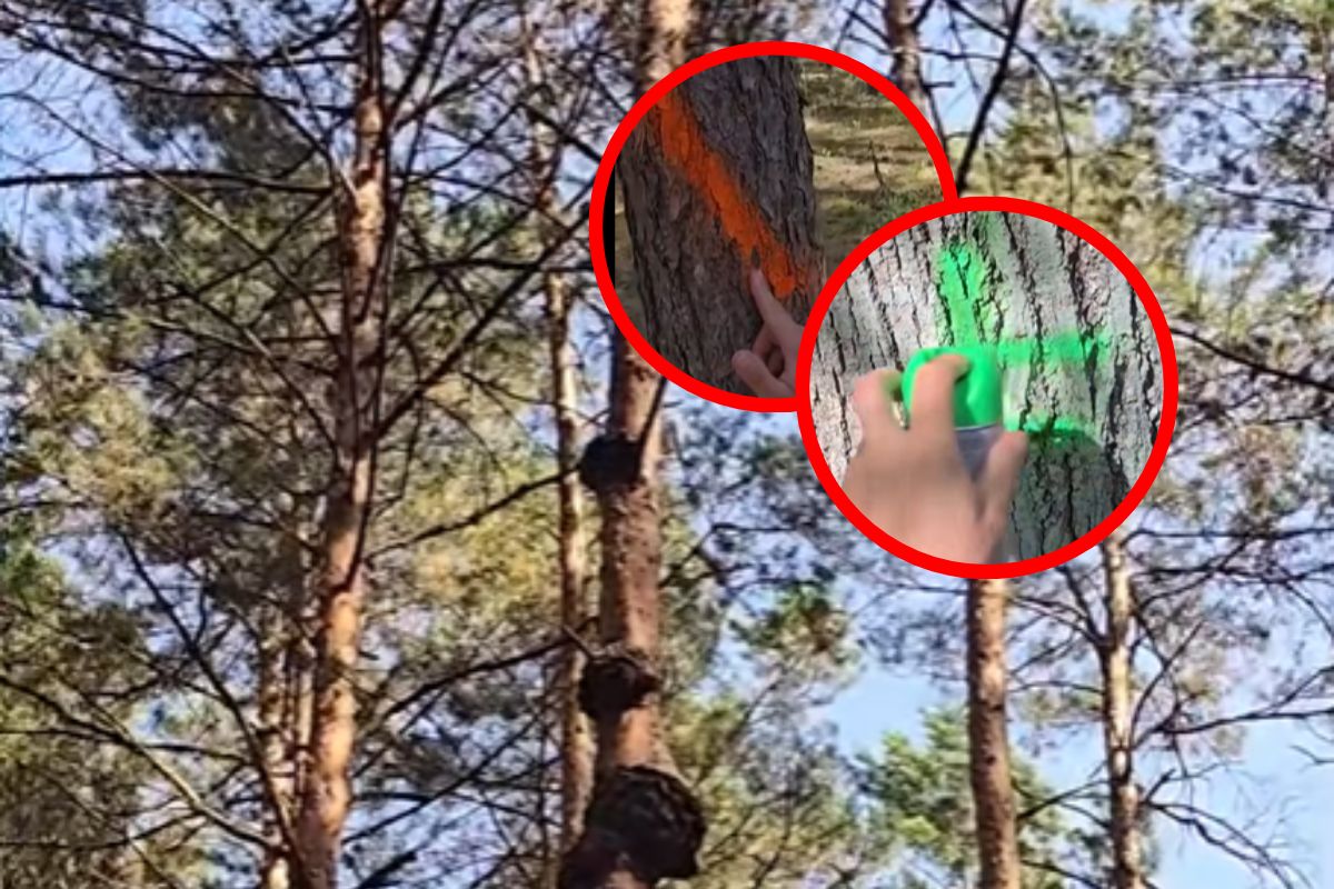 Zobaczył w lesie takie znaki. Leśnik aż chwycił za telefon