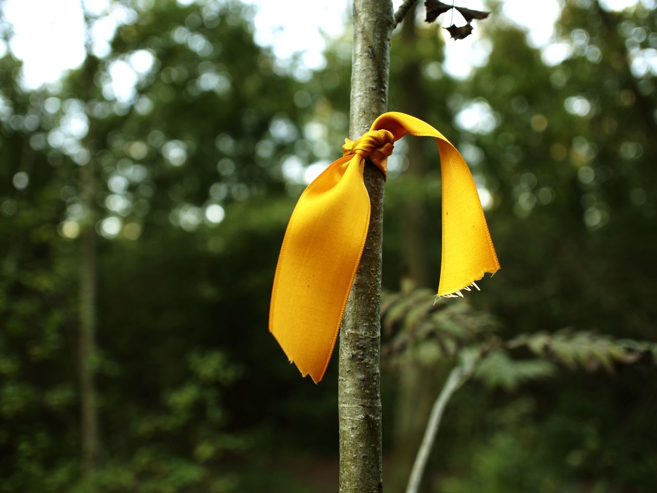 Some gardeners place a yellow ribbon on the plants.