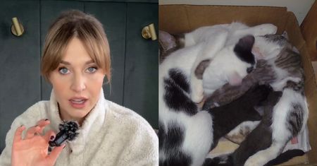 Julia Kamińska ujawniła, co oszuści robią z kociętami pod pozorem adopcji