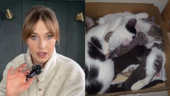 Julia Kamińska ujawniła, co oszuści robią z kociętami pod pozorem adopcji