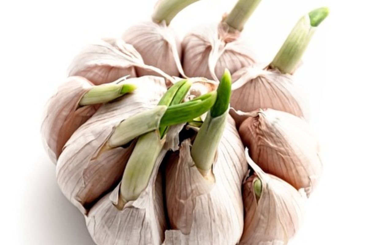 Is sprouting garlic healthy?
