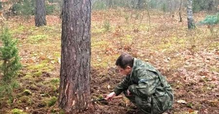Plaga w polskich lasach. Złodzieje masowo sprzedają je do Niemiec