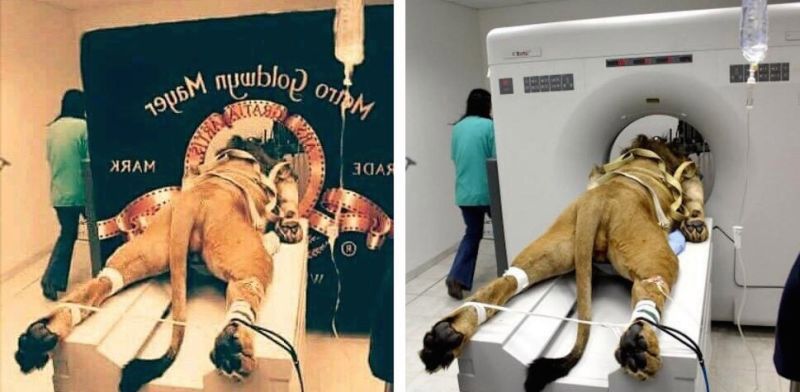 15 najbardziej wiarygodnych fotograficznych manipulacji, które oszukały Was w 2016 roku 12