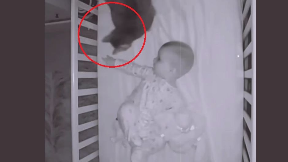 Kot pilnuje dziecka niczym niania