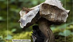 Lasy Państwowe z kampanią wygenerowaną przez AI