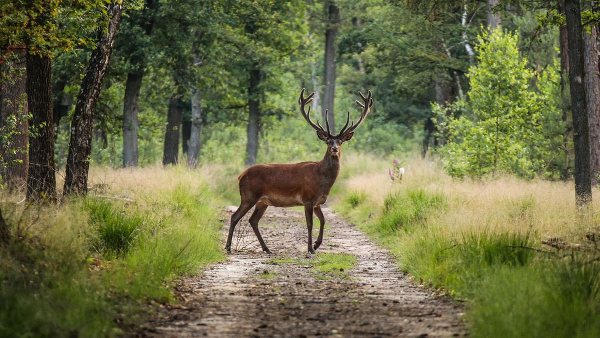 Krzyżówka o zwierzętach