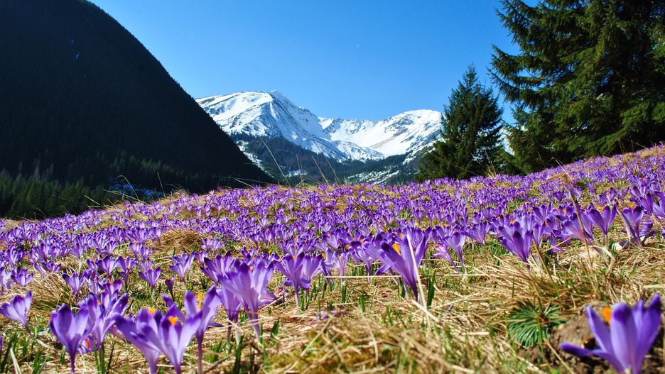 Tłumy turystów przyjeżdżają co roku z Tatry, aby podziwiać krokusowe polany 