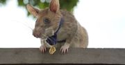 Szczur otrzymał od Brytyjczyków medal. Za skuteczne wykrywanie min