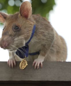 Szczur otrzymał od Brytyjczyków medal. Za skuteczne wykrywanie min