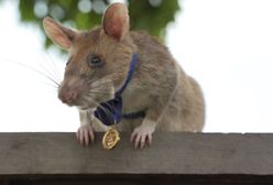 Szczur otrzymał od Brytyjczyków medal. Za skuteczne wykrywanie min