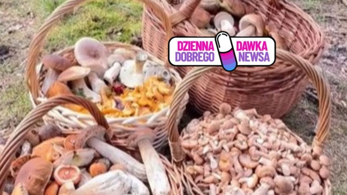 Grzybiarze mają powody do radości