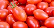 Właściwości pomidorów rzymskich. Sprawdź, dlaczego warto je jeść
