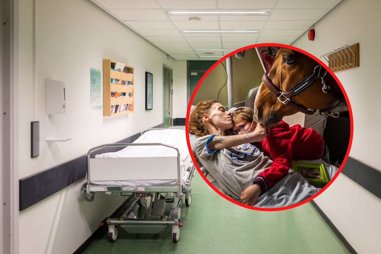 Koń Peyo odwiedza pacjentów. Zwierzę jest wyczekiwanym gościem na oddziale