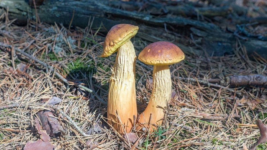 Borowik amerykański