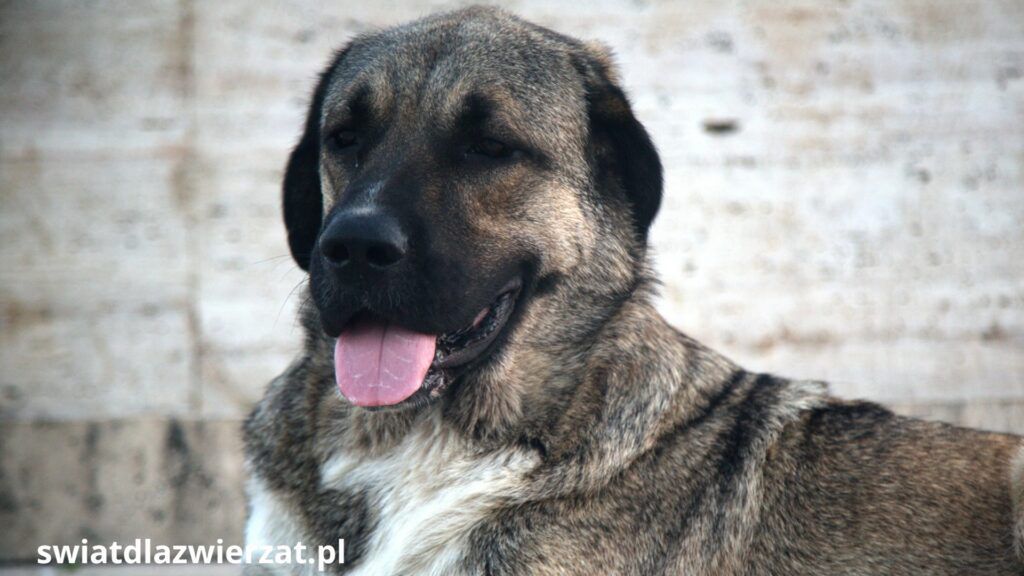 kangal zdjęcia