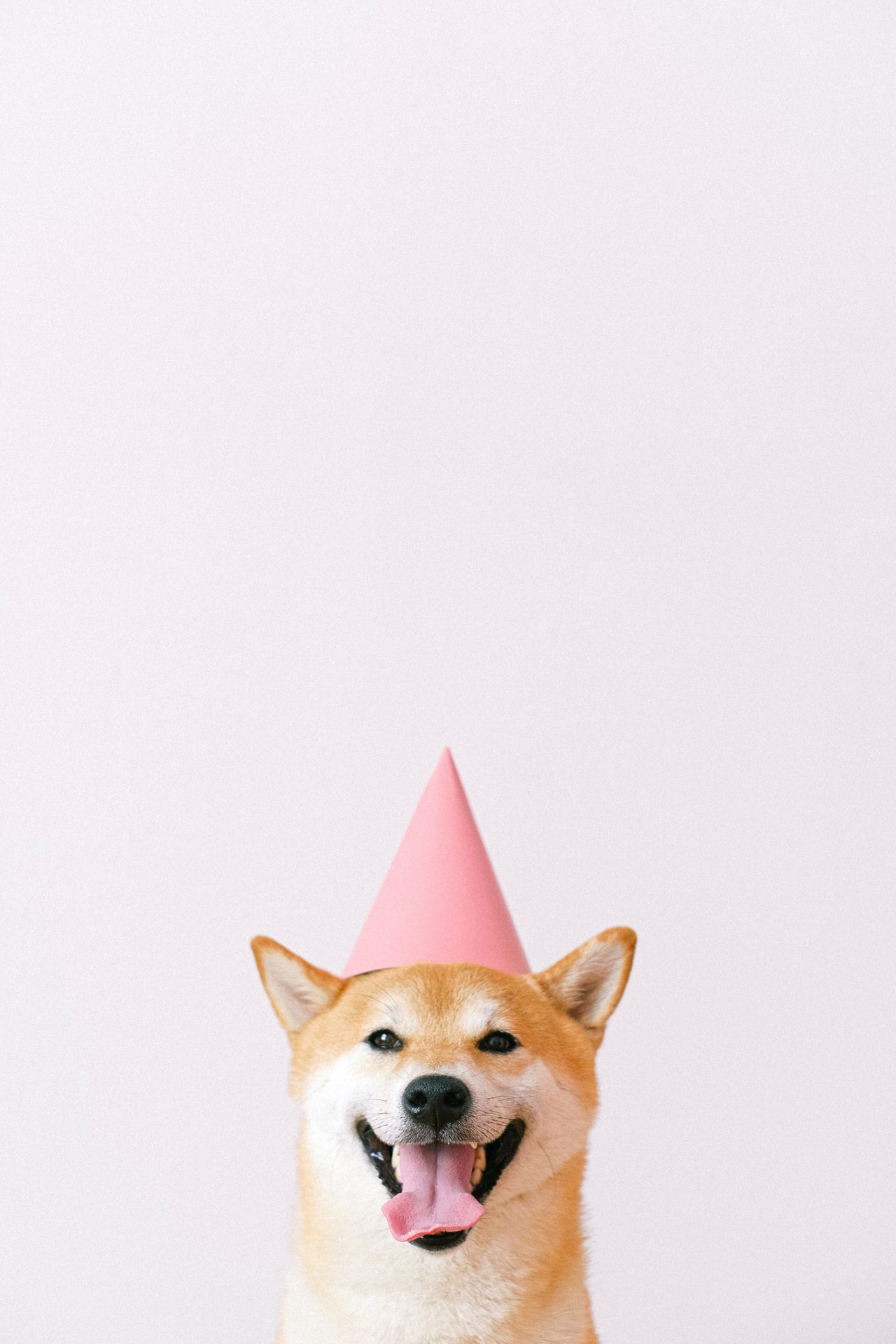 Piesek z kapeluszem urodzinowym