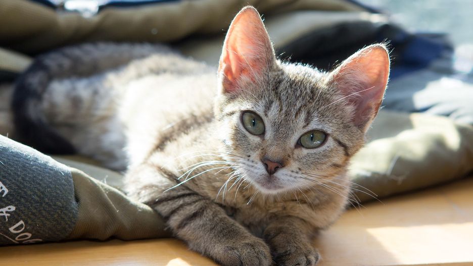 Ptasia grypa. Koty. WHO komentuje