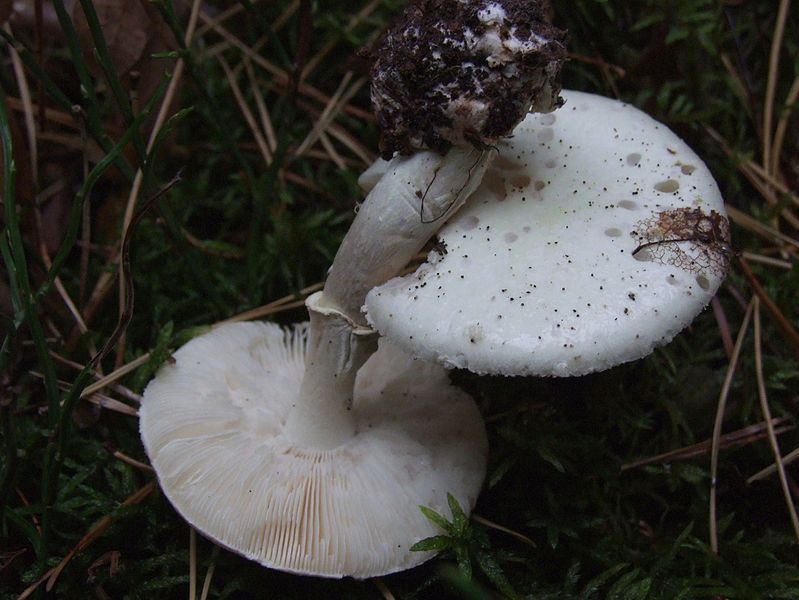 Spożycie muchomora jadowitego może powodować zatrucie cytotropowe, które uszkadza wątrobę i nerki