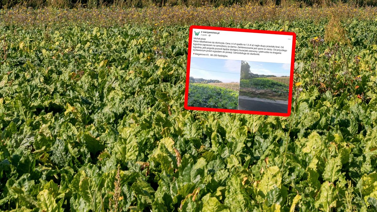 Rolnik oddaje rabarbar za darmo.