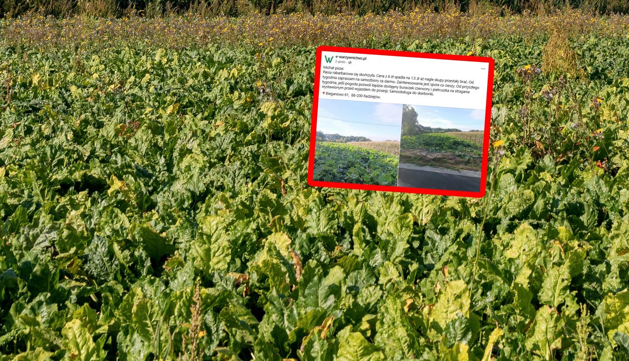 "Samozbiory za darmo". Rolnik ogłasza. Nie chce ani złotówki