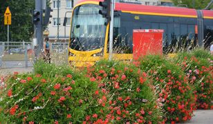 У Варшаві безкоштовно роздаватимуть пеларгонію