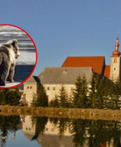 Atak niedźwiedzia na Słowacji. Służby dostały polecenie