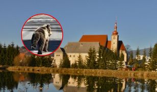 Atak niedźwiedzia na Słowacji. Służby dostały polecenie