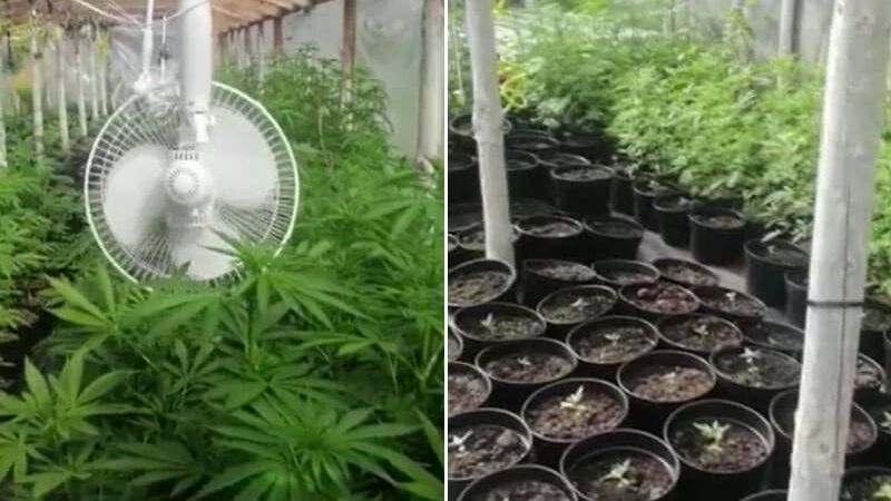 Wielka plantacja konopi indyjskich na terenie gminy Cyców