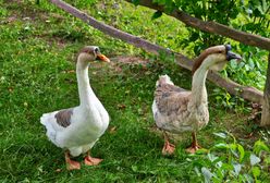 Rezerwat Gęsi Bastion uratowany. Myśliwi są przeciwni
