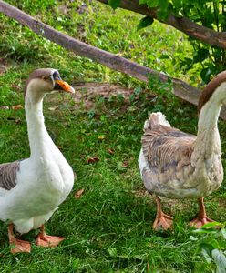 Rezerwat Gęsi Bastion uratowany. Myśliwi są przeciwni