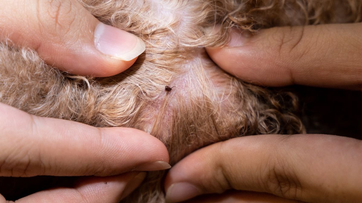 Close-up of blood sucking flea tick found on pet dog body after showerTHAM KEE CHUANanimal, bath, blood, brown, canine, cleaning, close-up, closeup, danger, disease, dog, flea, fur, hair, health, hound, insect, leech, macro, medical, mite, nature, parasite, pet, pup, puppy, skin, tick, ticks