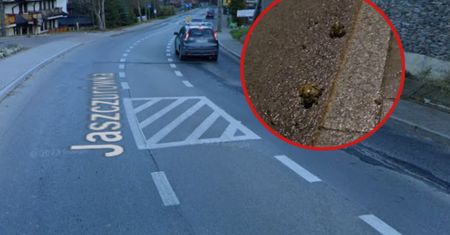 Akcja na Jaszczurówce. Wolontariusze pomagają żabom pokonać ulicę