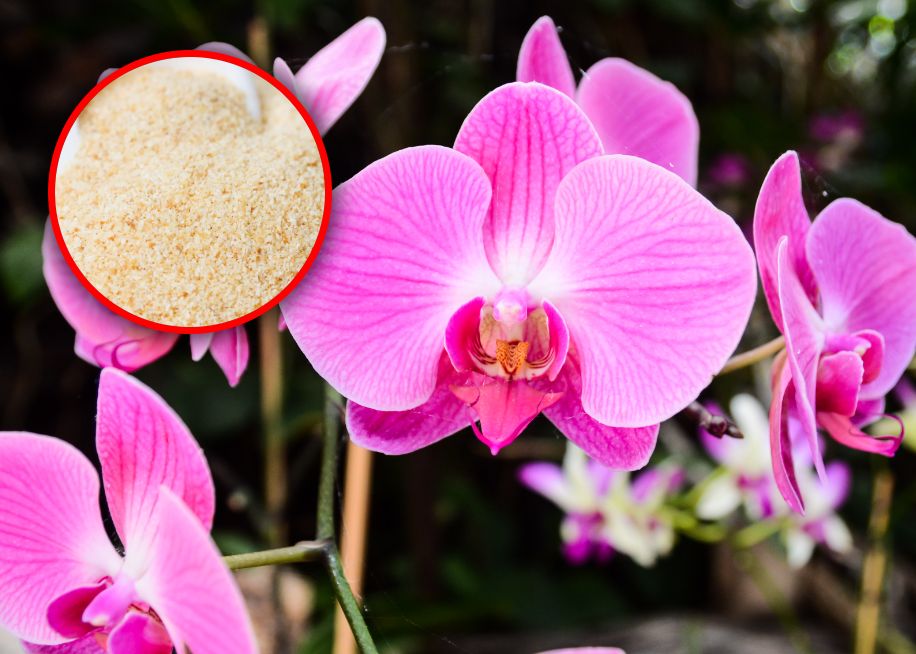 Wsyp łyżkę do storczyka i podlej. Będzie uginał się od kwiatów