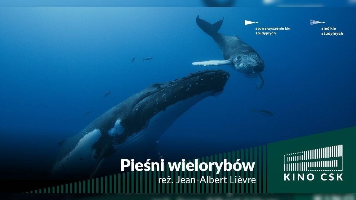 grafika Kino CSK - Pieśni wielorybów