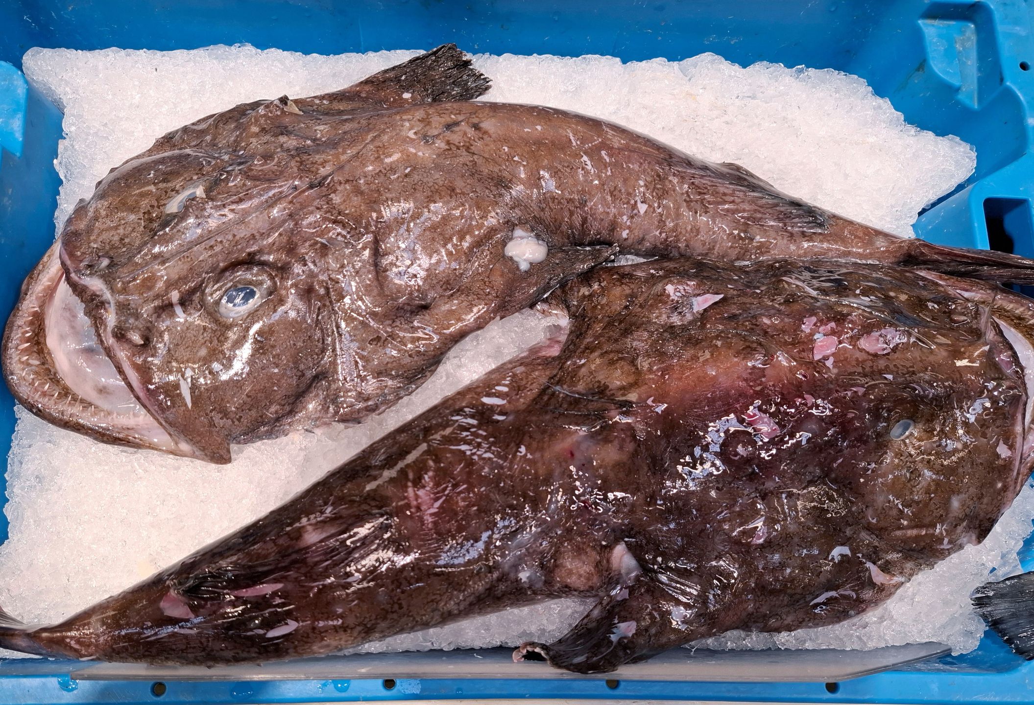 Żabnica przeraża swoim wyglądem