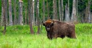Wielkie stado żubrów wypoczywa na polanie w Bieszczadach. Musicie to zobaczyć!