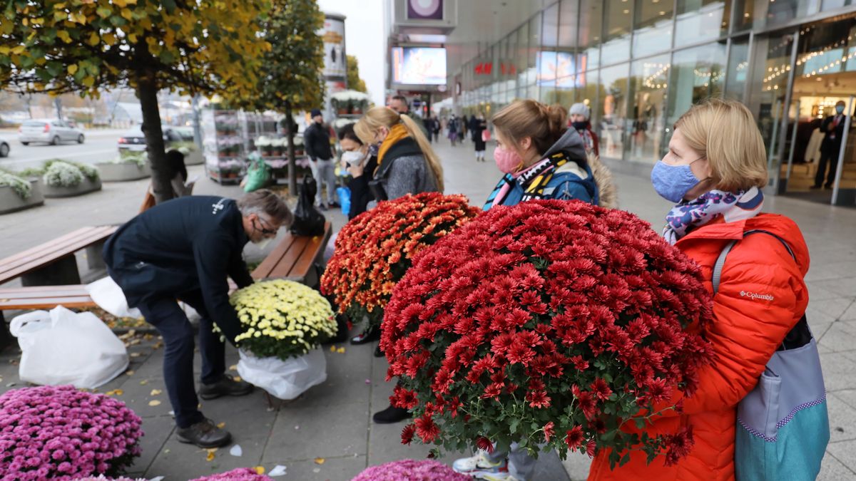 Interwencyjny skup chryzantem? Wciąż nie ma jednoznacznych informacji dla sprzedawców