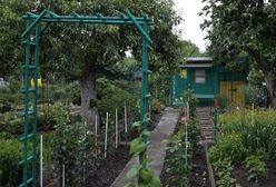 Działka ROD. Jak zostać działkowiczem? Tych formalności należy dopełnić