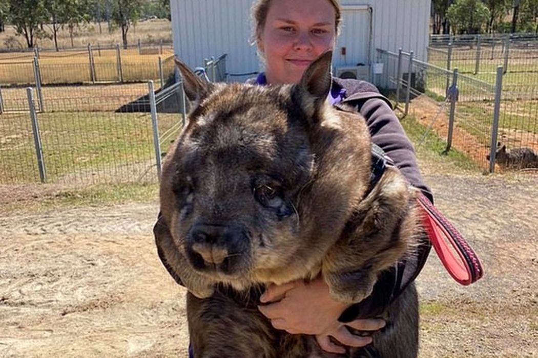 Gigant z Australii. Internauci nie dowierzają: "To w ogóle możliwe?!"