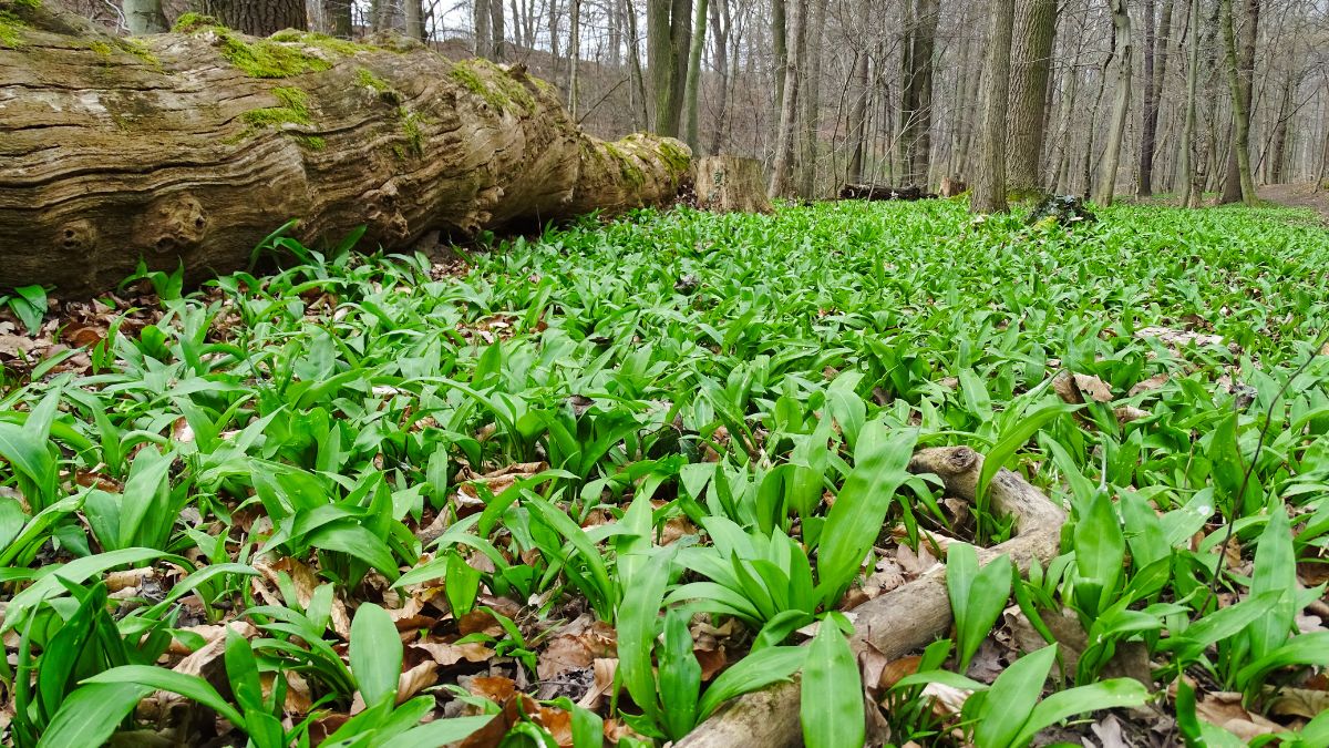 Czosnek niedźwiedzi rośnie w wielu europejskich lasach. Chcą to wykorzystać przestępcy