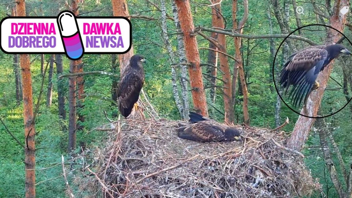 Bielik opuścił gniazdo