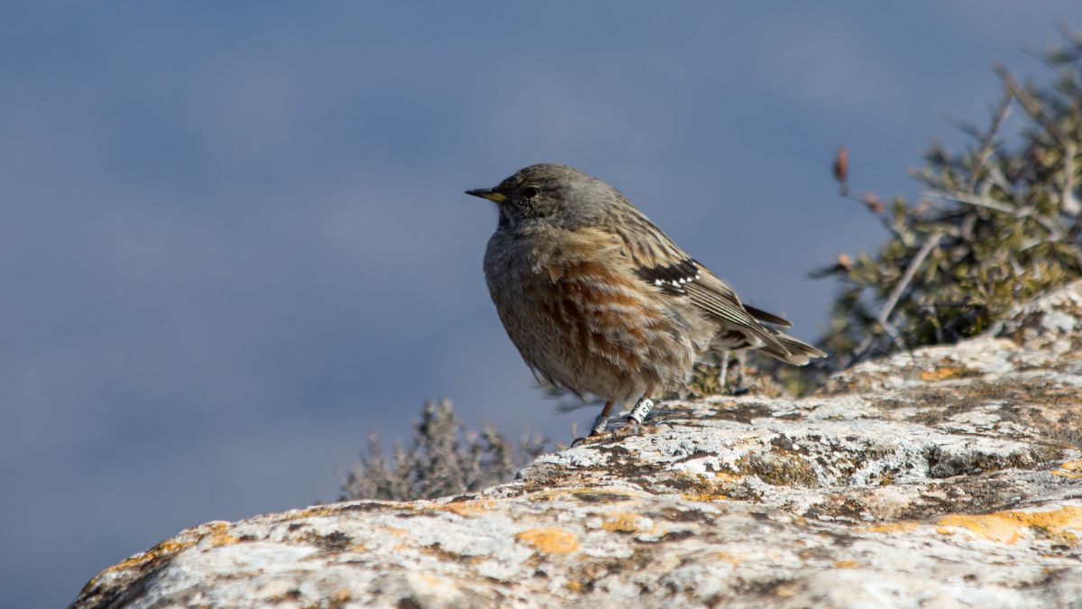 Płochacz halny w górach.