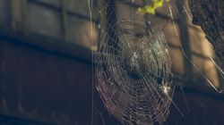 Sposoby na pająki. Jak je odstraszyć i co zrobić, gdy pogryzą?