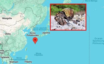 Mieli ich w walizkach tysiące. Aresztowanie w Japonii