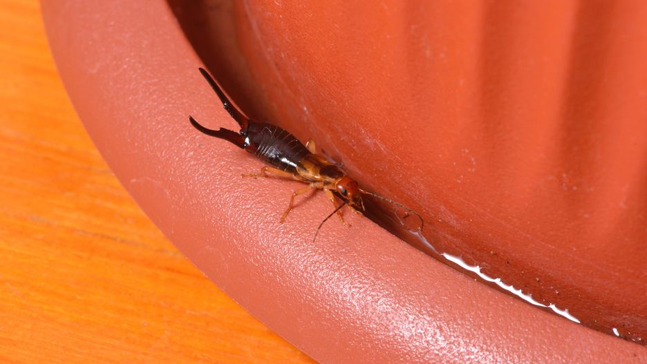 The insect earwig lived in a flower pot of the house
The insect earwig lived in a flower pot of the house. Tentacles on the tail.
earwig, earwigs, nature, wildlife, isolated, closeup, macro, animal, european, close, insect, color, cantabria, summer, natural, image, one, brown, nobody, view, detail, garden, environment, small, animals, wild, earwig, earwigs, nature, wildlife, isolated, closeup, macro, animal, european, close, insect, color, cantabria, summer, natural, image, one, brown, nobody, view, detail, garden, environment, small, animals, wild