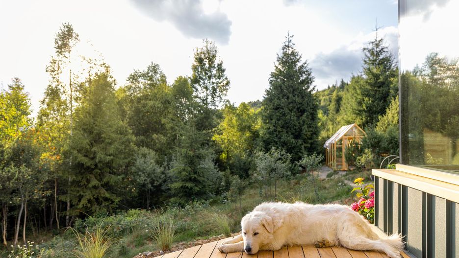 Psy często kładą się w miejscach strategicznych, z których mają dobry widok na wejście do domu lub pokoju, aby nic ich nie zaskoczyło